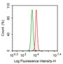 Human Hela cell line was fixed with 2% paraformaldehyde