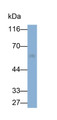 Western Blot; Sample: Rat Testis lysate; Primary Ab: 0.1ug/ml Rabbit Anti-Mouse SPAM1 Antibody; Second Ab: 0.2ug/ml HRP-Linked Caprine Anti-Rabbit IgG Polyclonal Antibody