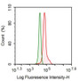 Human HepG2 cell line was stained with 10ug/ml mouse Anti-human PAI1 Monoclonal Antibody