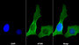 AF488 staining on IF; Sample: Hela cell; Primary Ab: 30ug/ml Mouse Anti-Human ACTa2 Antibody; Second Ab: 2ug/ml AF488-Linked Caprine Anti-Mouse IgG Polyclonal Antibody