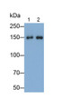 Western Blot; Samples: Lane1: Human Serum; Lane2: Human Plasma; Primary Ab: 0.1ug/ml Mouse Anti-Human CFH Antibody; Second Ab: 0.2ug/ml HRP-Linked Caprine Anti-Mouse IgG Polyclonal Antibody
