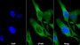 AF488 staining on IF; Sample: Hela cell; Primary Ab: 20ug/ml Mouse Anti-Human PKM2 Antibody; Second Ab: 2ug/ml AF488-Linked Caprine Anti-Mouse IgG Polyclonal Antibody