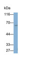 Western Blot; Sample: NIH/3T3 cell lysate; Primary Ab: 0.2ug/ml Mouse Anti-Human PKM2 Antibody; Second Ab: 0.2ug/ml HRP-Linked Caprine Anti-Mouse IgG Polyclonal Antibody