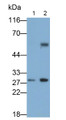 Western Blot; Samples: Lane1: Rat Stomach lysate; Lane2: Rat Placenta lysate; Primary Ab: 0.1ug/ml Mouse Anti-Human IL35 Antibody; Second Ab: 0.2ug/ml HRP-Linked Caprine Anti-Mouse IgG Polyclonal Antibody