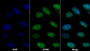 AF488 staining on IF; Sample: Hela cell; Primary Ab: 20ug/ml Rabbit Anti-Human MLH1 Antibody; Second Ab: 2ug/ml AF488-Linked Caprine Anti-Rabbit IgG Polyclonal Antibody