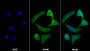 AF488 staining on IF; Sample: HepG2 cell; Primary Ab: 20ug/ml Mouse Anti-Human CTGF Antibody; Second Ab: 2ug/ml AF488-Linked Caprine Anti-Mouse IgG Polyclonal Antibody
