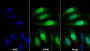AF488 staining on IF; Sample: HepG2 cell; Primary Ab: 20ug/ml Mouse Anti-Human S100P Antibody; Second Ab: 2ug/ml AF488-Linked Caprine Anti-Mouse IgG Polyclonal Antibody