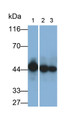 Western Blot; Samples: Lane1: Mouse Heart lysate; Lane2: Mouse Kidney lysate; Lane3: Mouse Liver lysate; Primary Ab: 0.1ug/ml Rabbit Anti-Mouse ACADL Antibody; Second Ab: 0.2ug/ml HRP-Linked Caprine Anti-Rabbit IgG Polyclonal Antibody