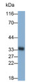 Western Blot; Sample: Raji cell lysate; Primary Ab: 0.3ug/ml Mouse Anti-Simian HLA-DRA Antibody; Second Ab: 0.2ug/ml HRP-Linked Caprine Anti-Mouse IgG Polyclonal Antibody