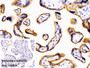 DAB staining on IHC-P; Sample: Human Placenta Tissue; Primary Ab: 10ug/ml Rabbit Anti-Human EGFR Antibody; Control: Used PBS instead of primary antibody; Second Ab: 2ug/ml HRP-Linked Caprine Anti-Rabbit IgG Polyclonal Antibody