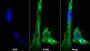 AF488 staining on IF; Sample: Hepa1-6 cell; Primary Ab: 20ug/ml Mouse Anti-Rat APAF1 Antibody; Second Ab: 2ug/ml AF488-Linked Caprine Anti-Mouse IgG Polyclonal Antibody