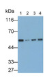 Western Blot; Samples: Lane1: Hela cell lysate; Lane2: Jurkat cell lysate; Lane3: 293T cell lysate; Lane4: SH-SY5Y cell lysate; Primary Ab: 0.2ug/ml Mouse Anti-Human FKBP8 Antibody; Second Ab: 0.2ug/ml HRP-Linked Caprine Anti-Mouse IgG Polyclonal Antibody