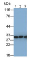 Western Blot; Samples: Lane1: Hela cell lysate; Lane2: 293T cell lysate; Lane3: Rat Lung lysate; Primary Ab: 0.15ug/ml Mouse Anti-Human ANXA5 Antibody; Second Ab: 0.2ug/ml HRP-Linked Caprine Anti-Mouse IgG Polyclonal Antibody