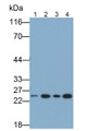 Western Blot; Samples: Lane1: Jurkat cell lysate; Lane2: K562 cell lysate; Lane3: A549 cell lysate; Lane4: MCF7 cell lysate; Primary Ab: 0.1ug/ml Mouse Anti-Human GSTp Antibody; Second Ab: 0.2ug/ml HRP-Linked Caprine Anti-Mouse IgG Polyclonal Antibody