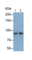 Western Blot; Samples: Lane1: HepG2 cell lysate; Lane2: Hela cell lysate; Primary Ab: 0.2ug/ml Mouse Anti-Human ARNT Antibody; Second Ab: 0.2ug/ml HRP-Linked Caprine Anti-Mouse IgG Polyclonal Antibody