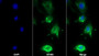 AF488 staining on IF; Sample: RAW264.7 cell; Primary Ab: 20ug/ml Mouse Anti-Rat IL1b Antibody; Second Ab: 2ug/ml AF488-Linked Caprine Anti-Mouse IgG Polyclonal Antibody