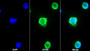 AF488 staining on IF; Sample: K562 cell; Primary Ab: 20ug/ml Mouse Anti-Human HJV Antibody; Second Ab: 2ug/ml AF488-Linked Caprine Anti-Mouse IgG Polyclonal Antibody