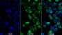 AF488 staining on IF; Sample: Jurkat cell; Primary Ab: 20ug/ml Mouse Anti-Human PTPRC Antibody; Second Ab: 2ug/ml AF488-Linked Caprine Anti-Mouse IgG Polyclonal Antibody
