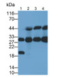 Western Blot; Samples: Lane1: Rat Heart lysate; Lane2: Rat Liver lysate; Lane3: A549 cell lysate; Lane4: Hela cell lysate; Primary Ab: 2ug/ml Mouse Anti-Human C1QBP Antibody; Second Ab: 0.2ug/ml HRP-Linked Caprine Anti-Mouse IgG Polyclonal Antibody