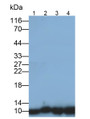 Western Blot; Samples: Lane1: MCF7 cell lysate; Lane2: Hela cell lysate; Lane3: HepG2 cell lysate; Lane4: A549 cell lysate; Primary Ab: 0.4ug/ml Mouse Anti-Human Trx Antibody; Second Ab: 0.2ug/ml HRP-Linked Caprine Anti-Mouse IgG Polyclonal Antibody