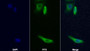 FITC staining on IF; Sample: Hela cell; Primary Ab: 20ug/ml Mouse Anti-Human SQSTM1 Antibody; Second Ab: 2ug/ml FITC-Linked Caprine Anti-Mouse IgG Polyclonal Antibody