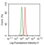 Human HUVEC cell line was fixed with 2% paraformaldehyde