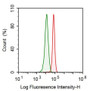 Human Hela cell line was fixed with 2% paraformaldehyde