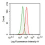 Mouse BNL 1ME A.7R.1 cell line was stained with 20ug/ml rabbit Anti-mouse TERT Polyclonal Antibody