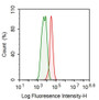 Human Hela cell line was fixed with 2% paraformaldehyde