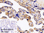 DAB staining on IHC-P; Sample: Human Placenta Tissue; Primary Ab: 10ug/ml Rabbit Anti-Human apoTf Antibody; Control: Used PBS instead of primary antibody; Second Ab: 2ug/ml HRP-Linked Caprine Anti-Rabbit IgG Polyclonal Antibody