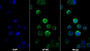 AF488 staining on IF; Sample: Jurkat cell; Primary Ab: 20ug/ml Mouse Anti-Human CD3g Antibody; Second Ab: 2ug/ml AF488-Linked Caprine Anti-Mouse IgG Polyclonal Antibody