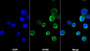 AF488 staining on IF; Sample: Jurkat cell; Primary Ab: 20ug/ml Mouse Anti-Human BMP10 Antibody; Second Ab: 2ug/ml AF488-Linked Caprine Anti-Mouse IgG Polyclonal Antibody