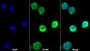 AF488 staining on IF; Sample: HEL92.1.7 cell; Primary Ab: 20ug/ml Mouse Anti-Human PF4 Antibody; Second Ab: 2ug/ml AF488-Linked Caprine Anti-Mouse IgG Polyclonal Antibody