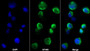 AF488 staining on IF; Sample: Jurkat cell; Primary Ab: 20ug/ml Mouse Anti-Human CTLA4 Antibody; Second Ab: 2ug/ml AF488-Linked Caprine Anti-Mouse IgG Polyclonal Antibody