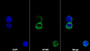 AF488 staining on IF; Sample: K562 cell; Primary Ab: 20ug/ml Mouse Anti-Human HBEGF Antibody; Second Ab: 2ug/ml AF488-Linked Caprine Anti-Mouse IgG Polyclonal Antibody