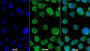 AF488 staining on IF; Sample: U937 cell; Primary Ab: 20ug/ml Mouse Anti-Human IL19 Antibody; Second Ab: 2ug/ml AF488-Linked Caprine Anti-Mouse IgG Polyclonal Antibody