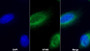 AF488 staining on IF; Sample: NIH/3T3 cell; Primary Ab: 20ug/ml Mouse Anti-Rat COL3a1 Antibody; Second Ab: 2ug/ml AF488-Linked Caprine Anti-Mouse IgG Polyclonal Antibody