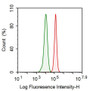 Human Hela cell line was fixed with 2% paraformaldehyde
