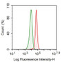 Human Hela cell line was fixed with 2% paraformaldehyde