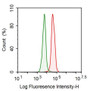 Human K562 cell line was fixed with 2% paraformaldehyde