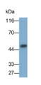 Western Blot; Sample: Porcine Kidney lysate; Primary Ab: 0.2ug/ml Mouse Anti-Human GDF3 Antibody; Second Ab: 0.2ug/ml HRP-Linked Caprine Anti-Mouse IgG Polyclonal Antibody