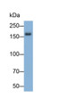 Western Blot; Sample: K562 cell lysate; Primary Ab: 0.1ug/ml Rabbit Anti-Human PRDM16 Antibody; Second Ab: 0.2ug/ml HRP-Linked Caprine Anti-Rabbit IgG Polyclonal Antibody