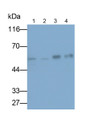 Western Blot; Samples: Lane1: Hela cell lysate; Lane2: A549 cell lysate; Lane3: Mouse Cerebrum lysate; Lane4: Rat Cerebrum lysate; Primary Ab: 0.1ug/ml Rabbit Anti-Human P2RX4 Antibody; Second Ab: 0.2ug/ml HRP-Linked Caprine Anti-Rabbit IgG Polyclonal Antibody