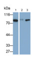 Western Blot; Samples: Lane1: Porcine Liver lysate; Lane2: Porcine Cerebrum lysate; Lane3: Porcine Spleen lysate; Primary Ab: 0.2ug/ml Mouse Anti-Porcine TF Antibody; Second Ab: 0.2ug/ml HRP-Linked Caprine Anti-Mouse IgG Polyclonal Antibody