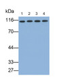 Western Blot; Samples: Lane1: Hela cell lysate; Lane2: Mouse Testis lysate; Lane3: MCF7 cell lysate; Lane4: Jurkat cell lysate; Primary Ab: 0.1ug/ml Rabbit Anti-Mouse TIF1b Antibody; Second Ab: 0.2ug/ml HRP-Linked Caprine Anti-Rabbit IgG Polyclonal Antibody
