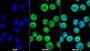 AF488 staining on IF; Sample: MOLT-4 cell; Primary Ab: 20ug/ml Mouse Anti-Human CD4 Antibody; Second Ab: 2ug/ml AF488-Linked Caprine Anti-Mouse IgG Polyclonal Antibody