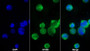 AF488 staining on IF; Sample: U937 cell; Primary Ab: 20ug/ml Mouse Anti-Human FcgR3A Antibody; Second Ab: 2ug/ml AF488-Linked Caprine Anti-Mouse IgG Polyclonal Antibody