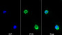 AF488 staining on IF; Sample: U937 cell; Primary Ab: 20ug/ml Mouse Anti-Human FcgR3A Antibody; Second Ab: 2ug/ml AF488-Linked Caprine Anti-Mouse IgG Polyclonal Antibody