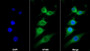AF488 staining on IF; Sample: RAW264.7 cell; Primary Ab: 20ug/ml Mouse Anti-Rat MIP3a Antibody; Second Ab: 2ug/ml AF488-Linked Caprine Anti-Mouse IgG Polyclonal Antibody