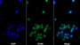 AF488 staining on IF; Sample: MOLT-4 cell; Primary Ab: 20ug/ml Mouse Anti-Human CD8a Antibody; Second Ab: 2ug/ml AF488-Linked Caprine Anti-Mouse IgG Polyclonal Antibody